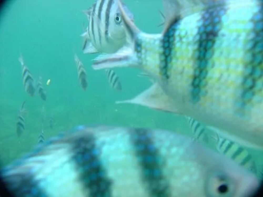 [hk]JOYKreator 鋒加西亞