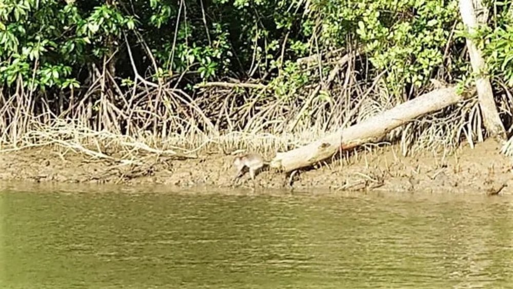 [hk]JOYKreator 鋒加西亞