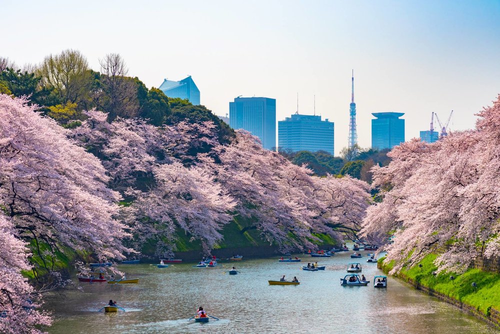 Cherry Blossom at Chidorigafuchi