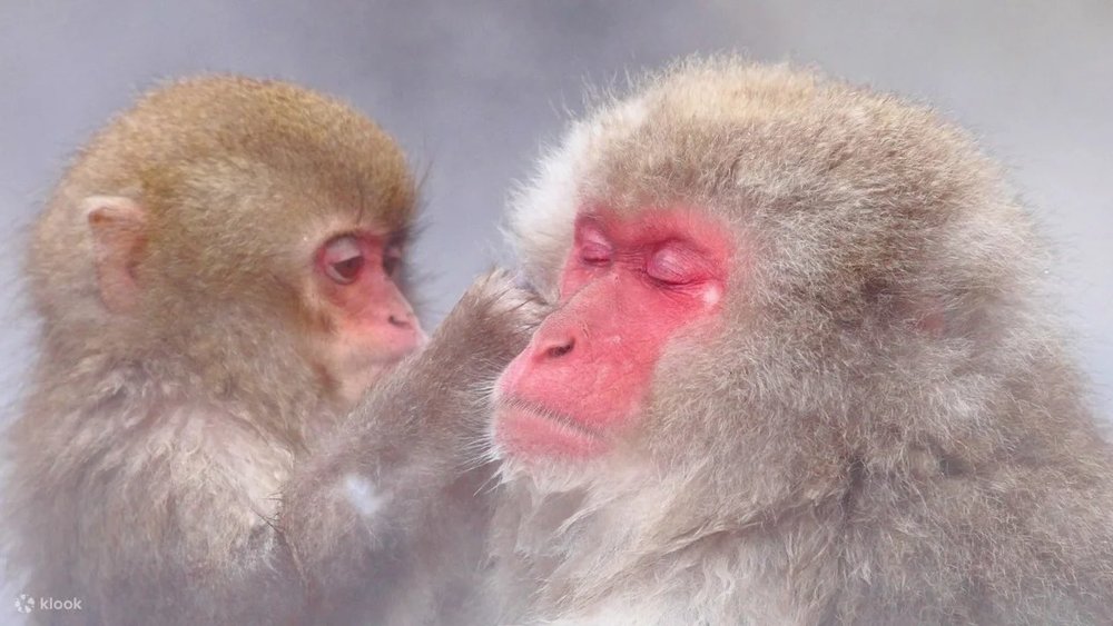 Snow monkey in a bath