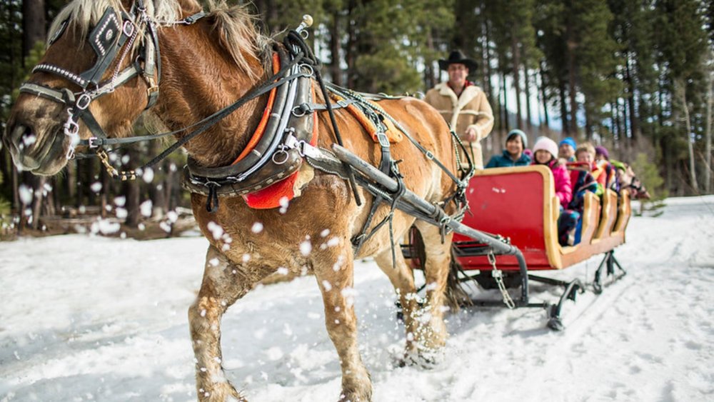 Dash through Northern Lake Tahoe on a sleigh ride