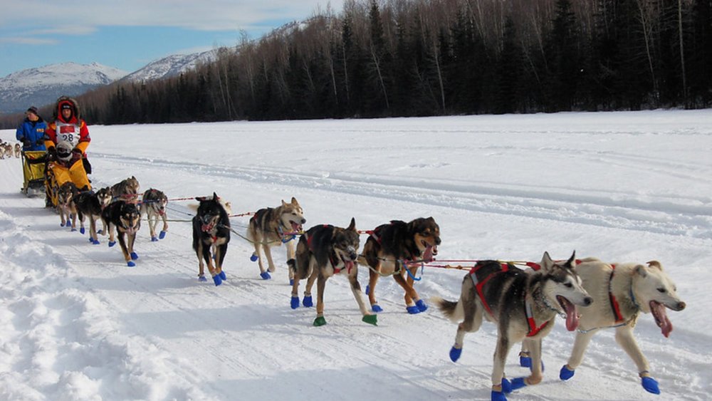 Dog sled in Alaska