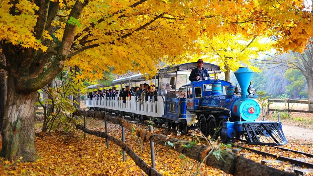 Nami Island, Rail Bike, Petite France, and Alpaca World