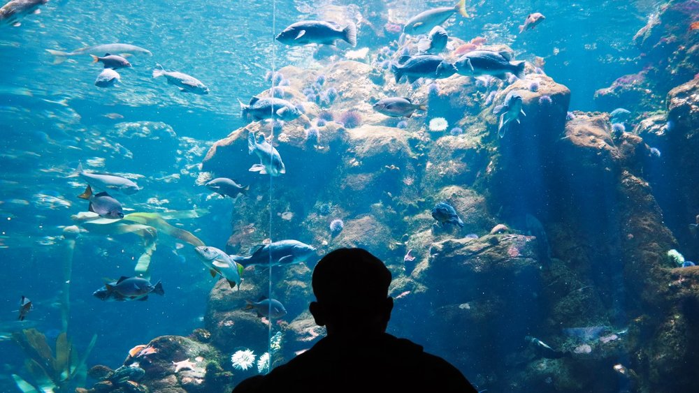 California Academy of Sciences (San Francisco)