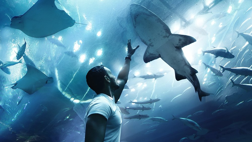 6. Dubai Aquarium and Underwater Zoo