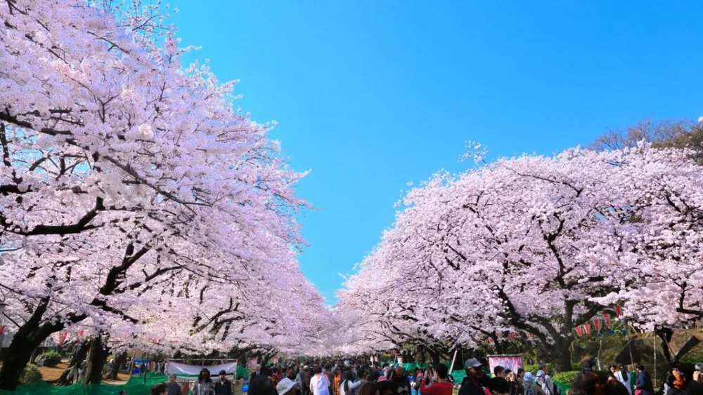 Mùa Xuân Nhật Bản Bắt Đầu Từ Tháng Mấy?