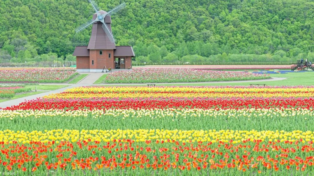 Vườn Hoa Tulip Kamiyubetsu
