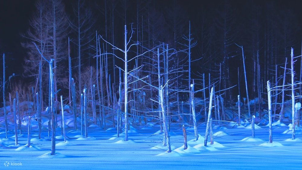 美瑛冬季青池＆白鬚瀑布點燈