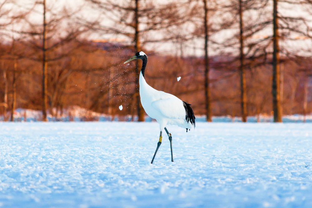 Kushiroshitsugen National Park Red-crowned Crane