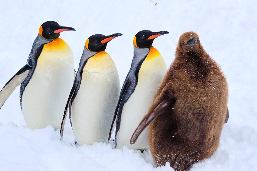 Asahiyama Zoo penguins