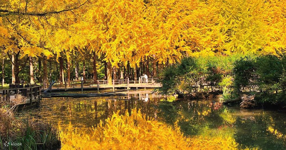 Đảo Nami - "Nàng Thơ Ngủ Say" Tại Gangwon-do, Hàn Quốc