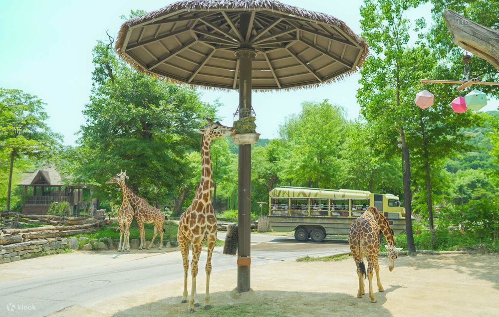 Công Viên Everland Ở Gyeonggi-do, Hàn Quốc