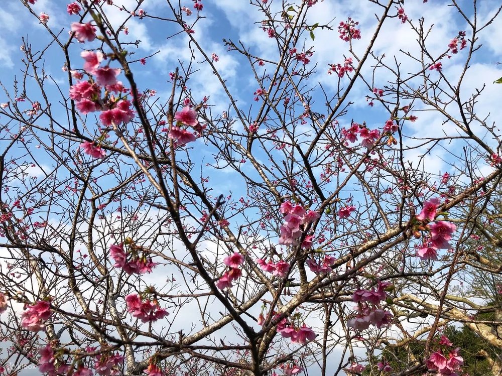 沖繩賞櫻景點八重瀨公園