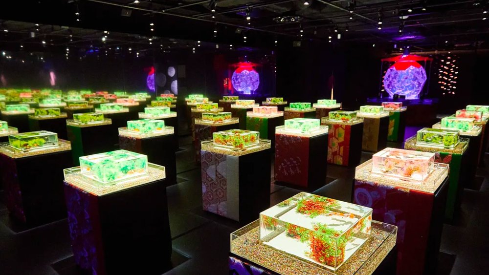 See different kinds of goldfish in Ginza's Art Aquarium Museum! Credits: Klook