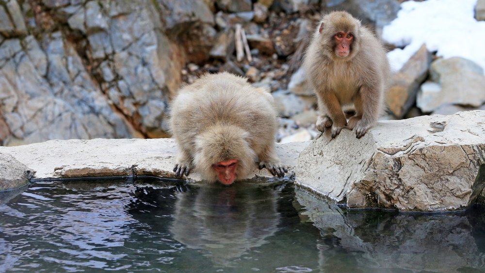 Meet the adorable snow monkeys of Japan! Credits: Jeffry Surianto on Pexels