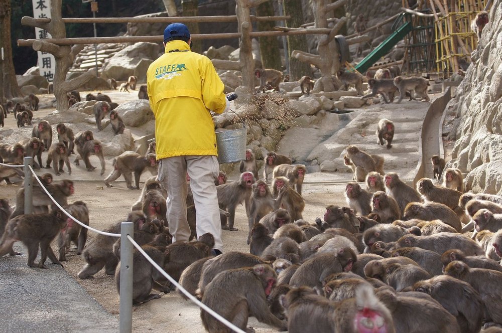 Man holding a bucket while surrounded by monkeys