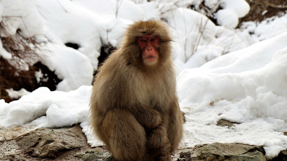 These monkeys know how to have a good time in the snow. Credits: Vishrut Bajpai on Pexels
