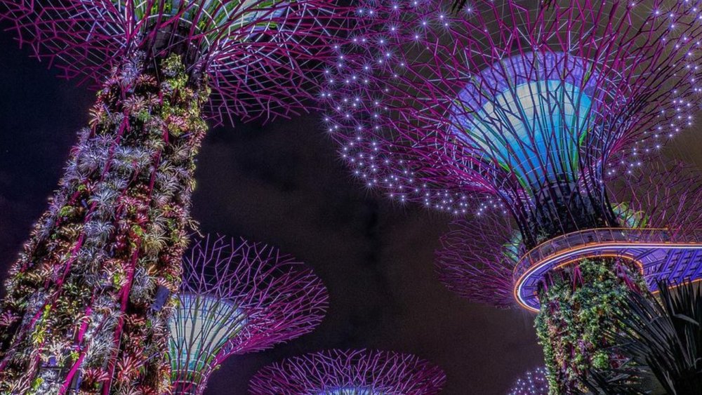 The glowing trees turn the night into an avatar-like world. Image credits to @documenteddepartures on Instagram