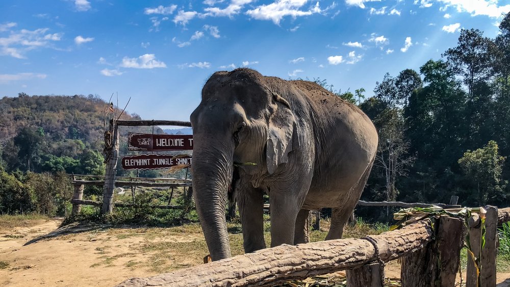 Elephant Jungle Sanctuary Chiang Mai