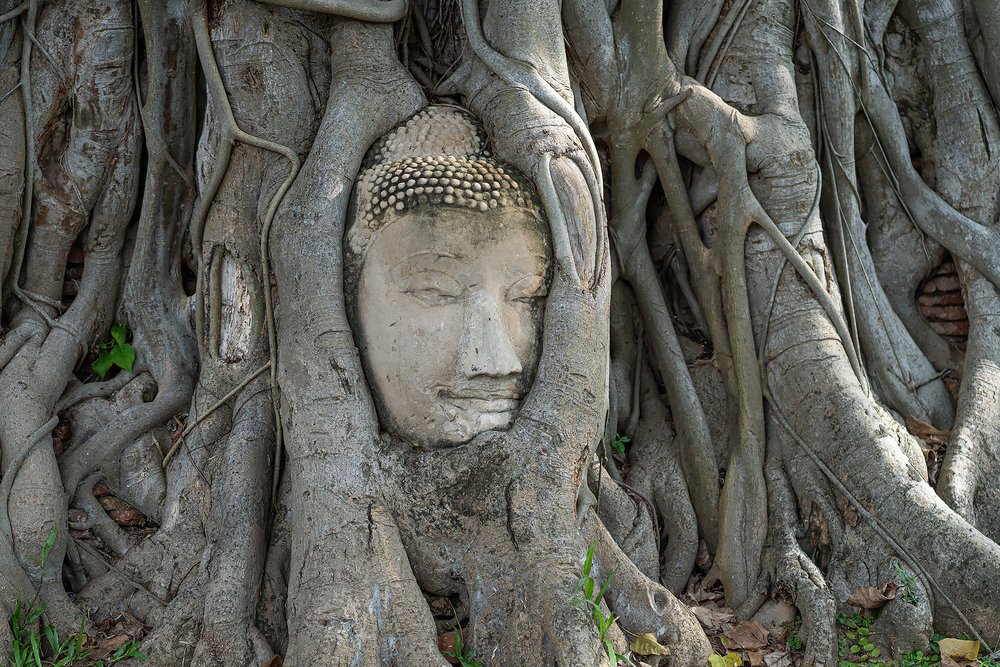 Head statue wrapped in tree roots