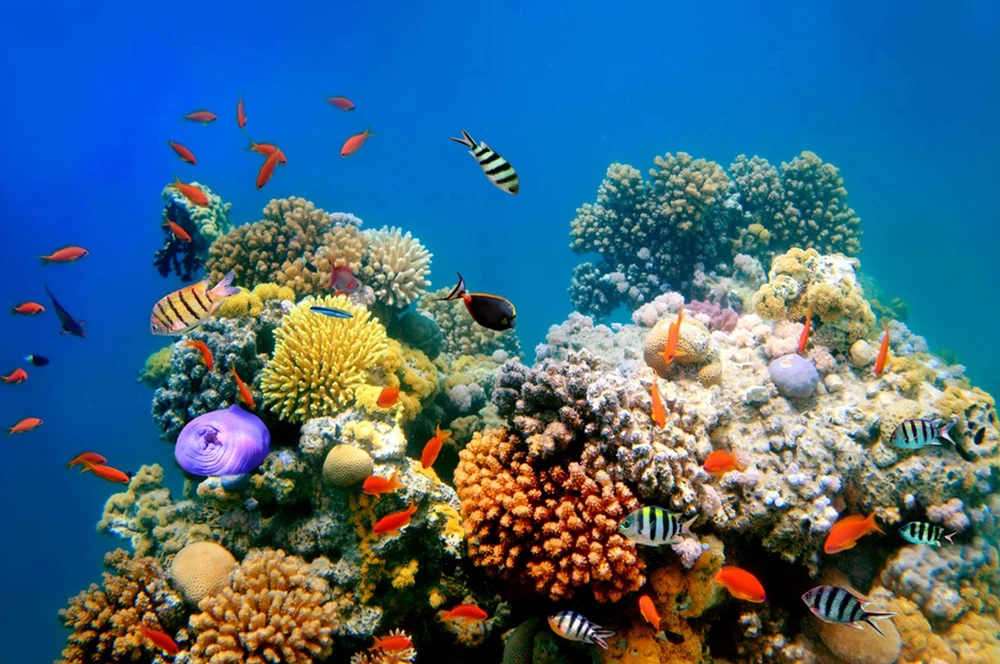 sea-life-bangkok-ocean-world