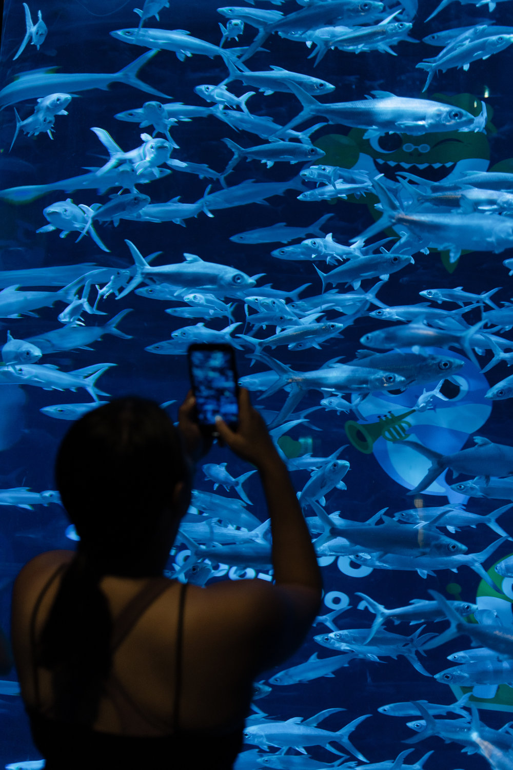 A girl taking a photo of sharks