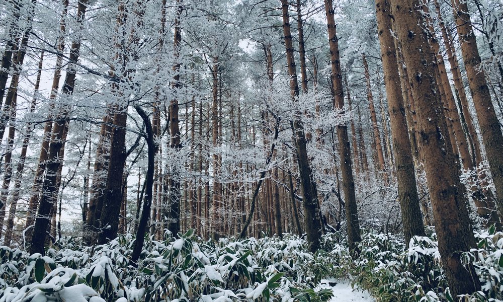 Snowy forest in Mt. Hallasan