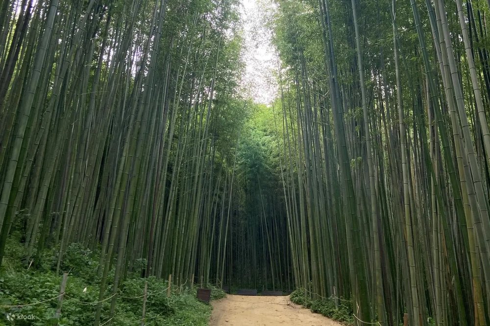 Bamboo forest in Damyang