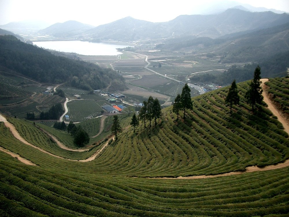 Gren tea farm in Boseong