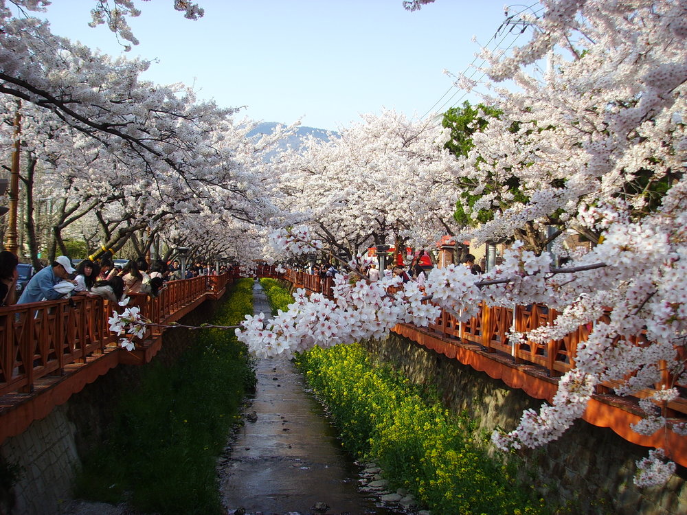 Jinhae Gunhang Festival