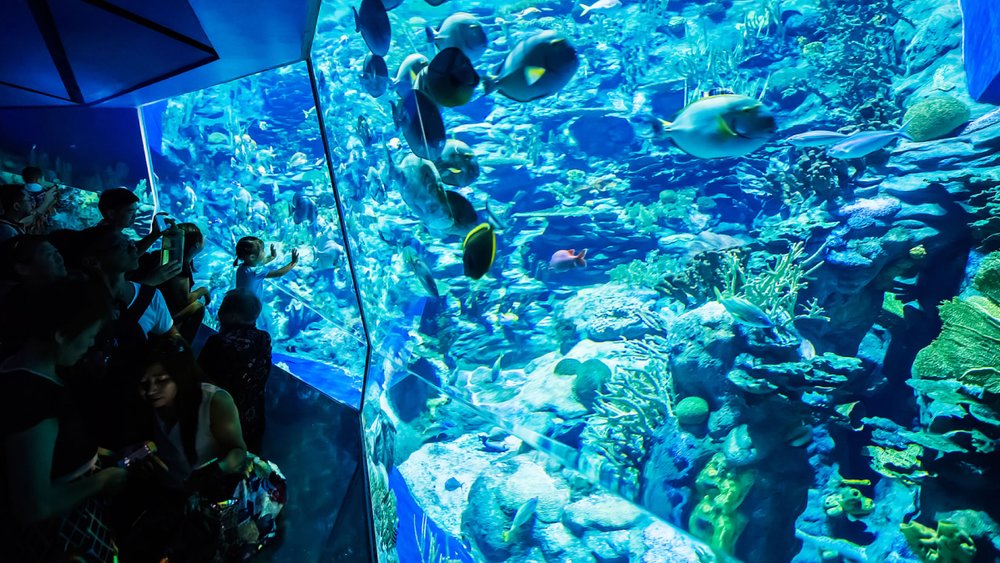 Ocean Park Hồng Kông Ở Đâu?