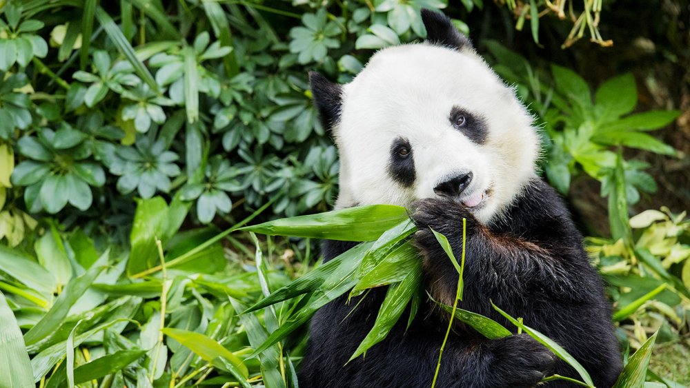 Amazing Asian Animals - The Waterfront