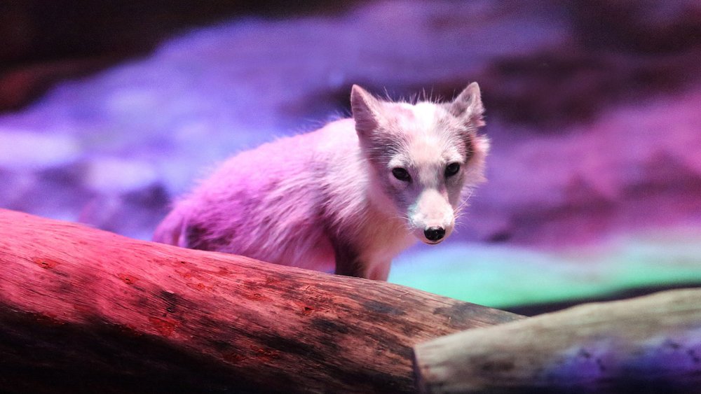 ocean-park-hong-kong