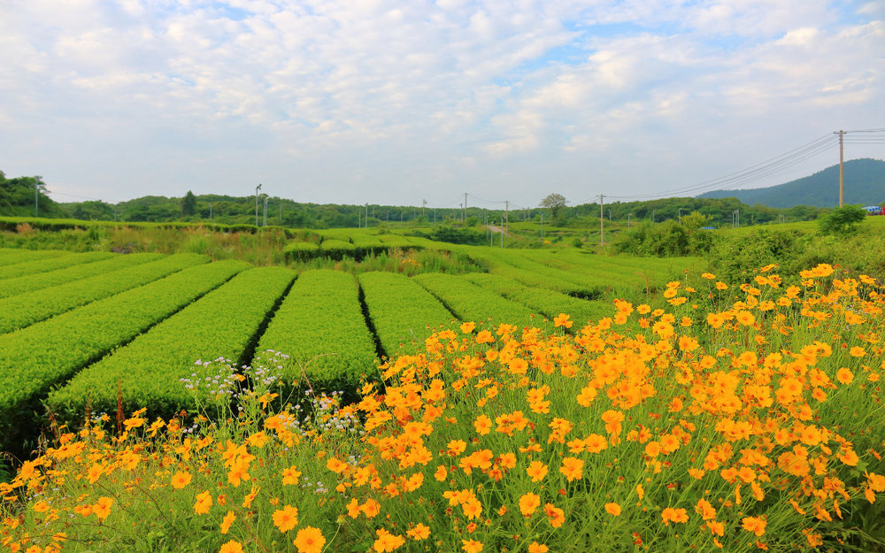 Bảo Tàng O'sulloc Jeju