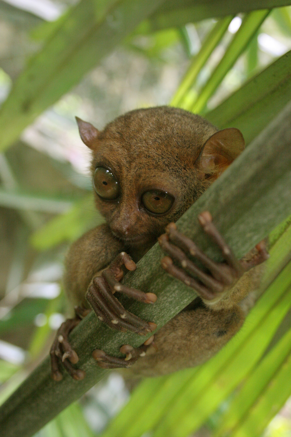 Tarsier holding on to branch