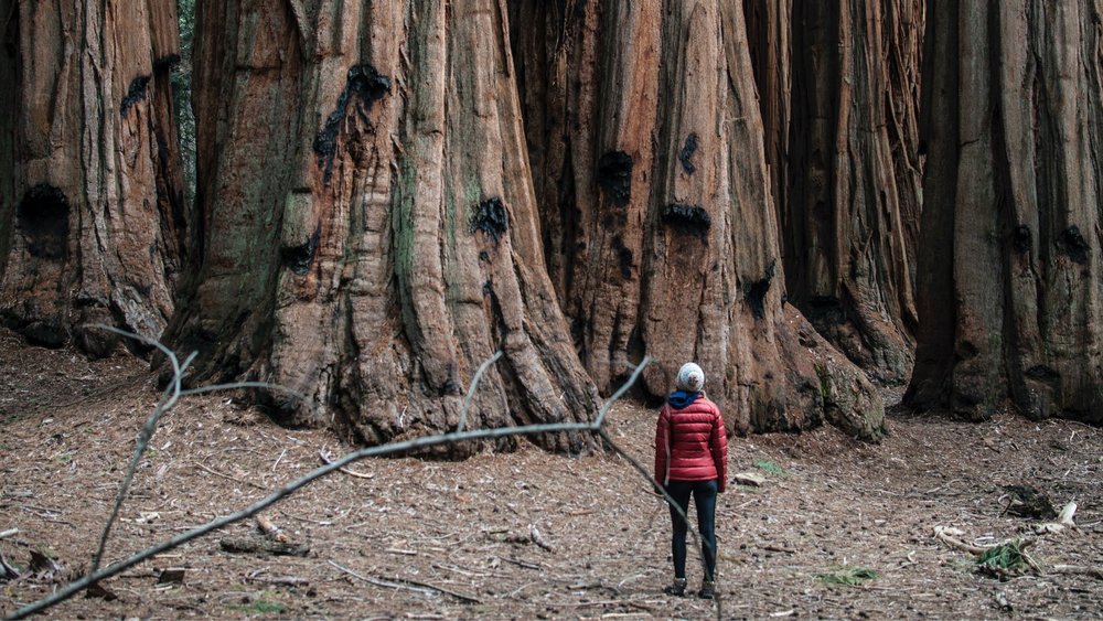 These are tall trees