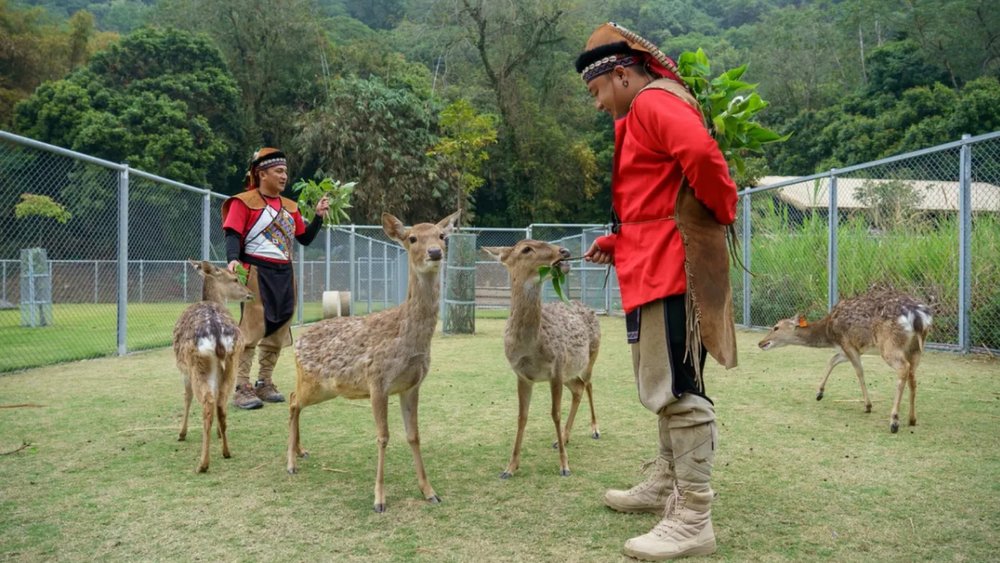 Khu Bảo Tồn Hươu Sao Chiayi - Ngôi Nhà Của Loài Hươu Sao