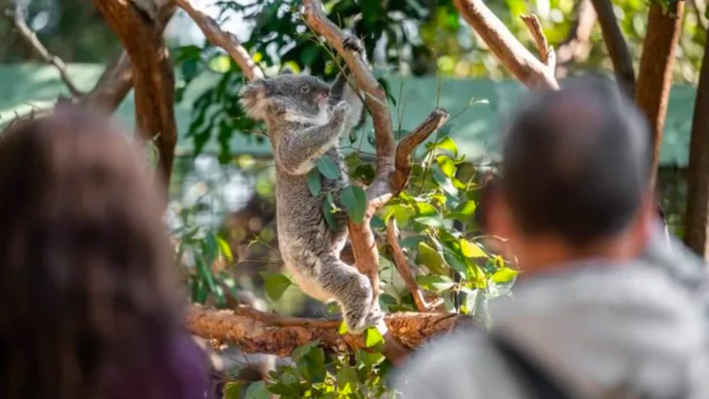 Featherdale Wildlife Park