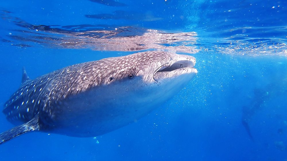 Day 5: Conquer the Waters at Oslob