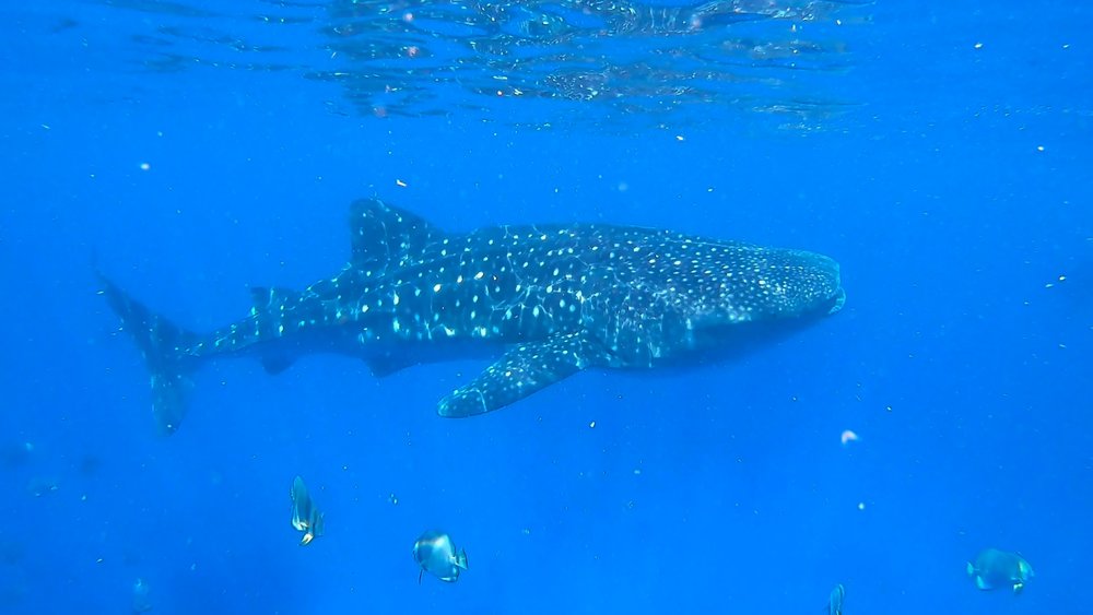 Whale Shark Snorkeling and Canyoneering in Oslob