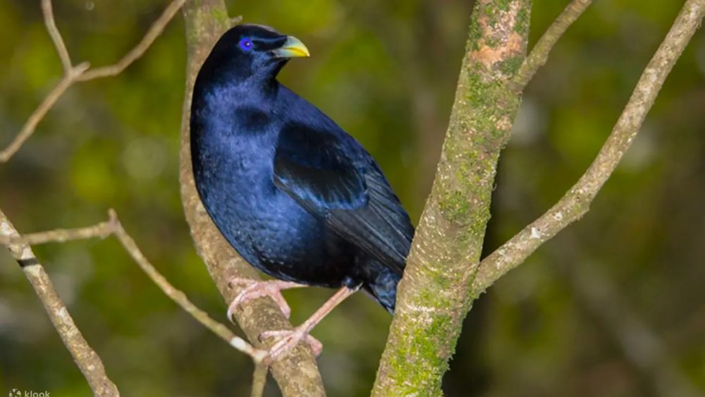 Lamington and O’Reilly’s Tour