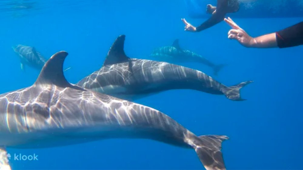 Temptation Dolphin Cruise in Glenelg