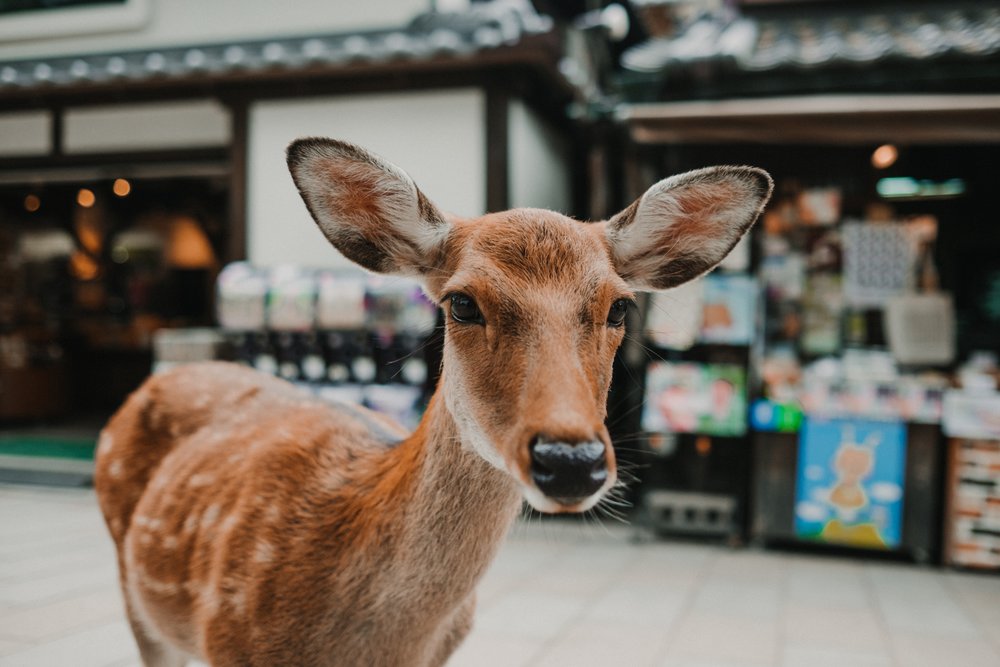 a deer at nara park kansai