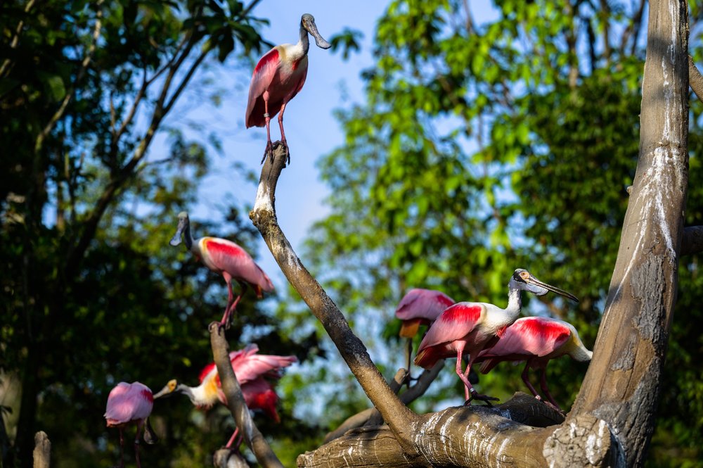 Birds perched on a branch