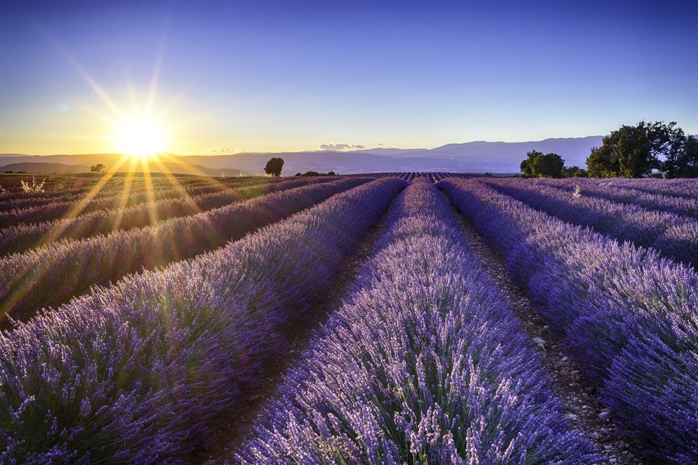 lavender fields at provence france