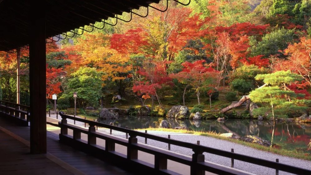 Chùa Vàng Kinkakuji Kyoto Ở Đâu?