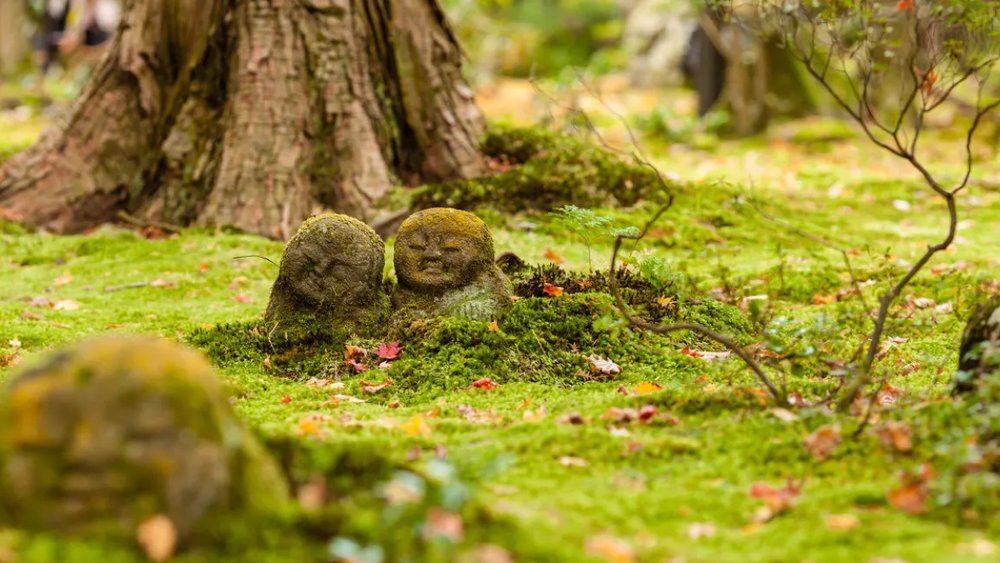 Mặc Kimono Và Chụp Ảnh Ấn Tượng Tại Rừng Tre Kyoto