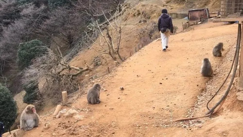 Vui chơi Ở Công Viên Khỉ Iwatayama