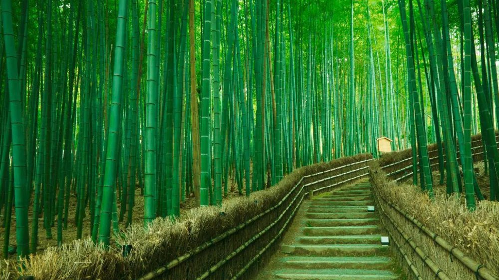 Cách Đi Rừng Trúc Kyoto Nhật Bản