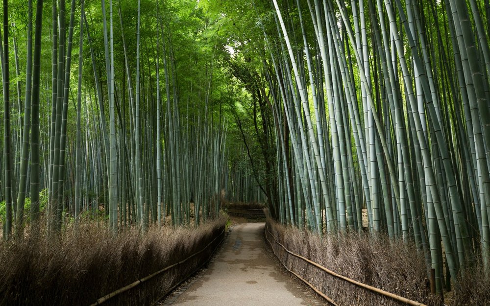 Nên Đi Rừng Trúc Arashiyama Vào Thời Gian Nào?